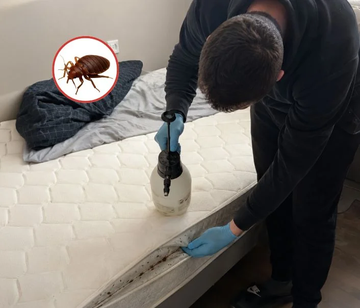 Technicien traitant un matelas contre les punaises de lit à Villiers-sur-Orge